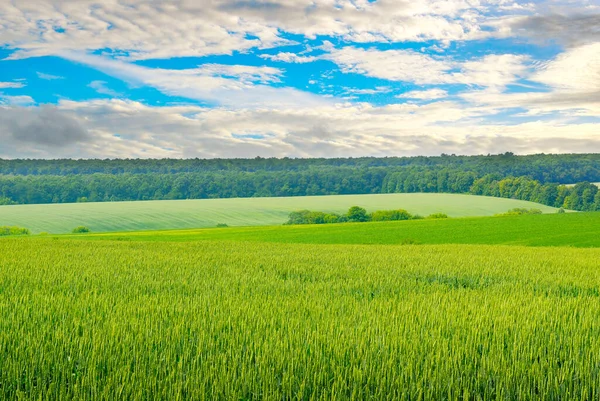 Malerisches Grünes Feld Und Blauer Himmel Agrarlandschaft — Stockfoto
