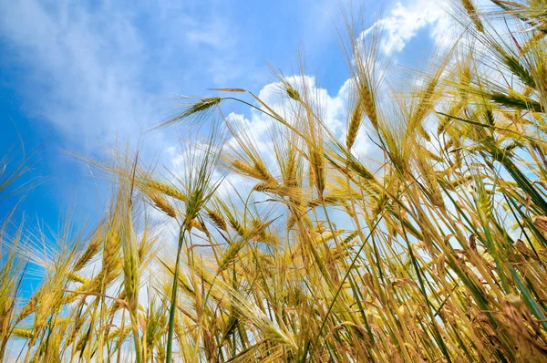 Close Ripe Wheat Ears Beautiful Sky Clouds Selective Focus — Stock Photo, Image