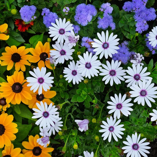 Beautiful Flowers Background City Garden View — Stock Photo, Image