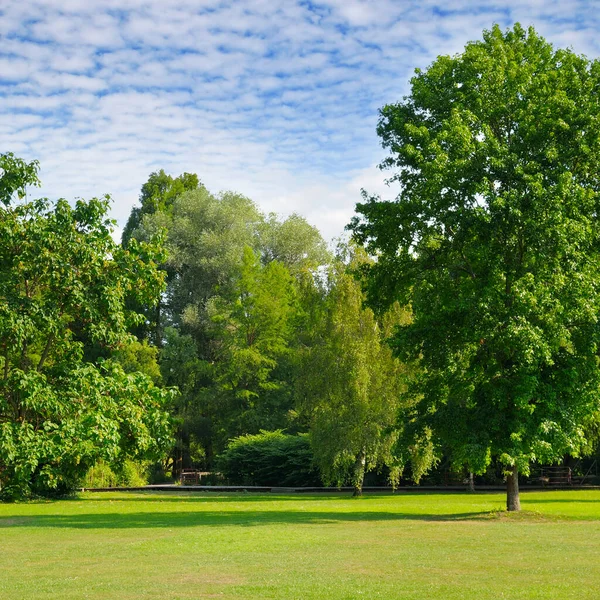 Groene Gazon Met Grote Bomen Heldere Heldere Heldere Lucht — Stockfoto