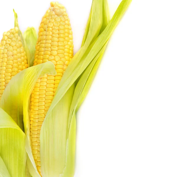 Double Sweet Corn Ears Isolated White Background Free Space Text — Stock Photo, Image