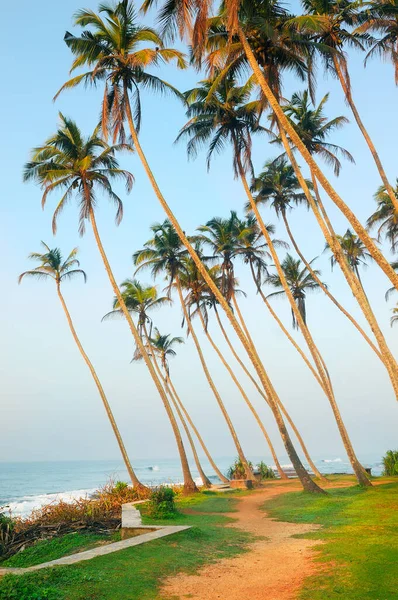 Morgon Havsstranden Kokosnötsträd Morgonsolen — Stockfoto