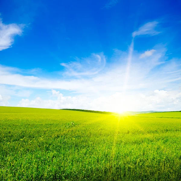 Groen Veld Zon Blauwe Lucht Landbouwlandschap — Stockfoto