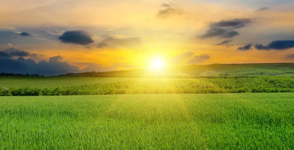 Green Field Sun Blue Sky Agricultural Landscape Wide Photo — Stock Photo, Image