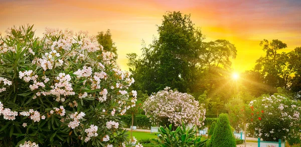 Hermoso Jardín Urbano Con Lujosas Adelfas Verano Atardecer Foto Amplia — Foto de Stock