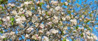 Elma ağacının çiçekleri. Yüzeyin derinliği. Ön çiçeklere odaklan. Geniş resim