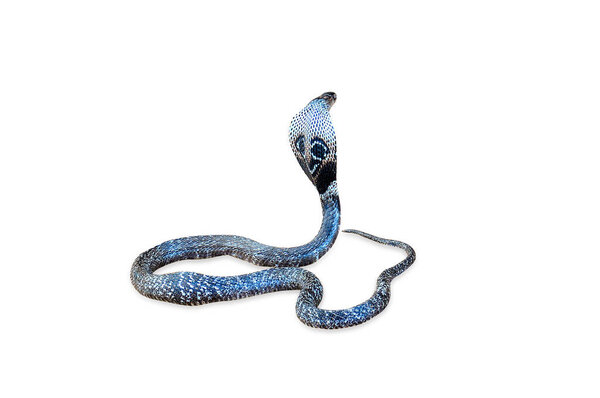 Cobra snake isolated on white background