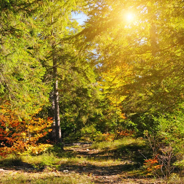 Picturesque Autumn Landscape Forest Coniferous Trees Bright Sunny Day — Stock Photo, Image