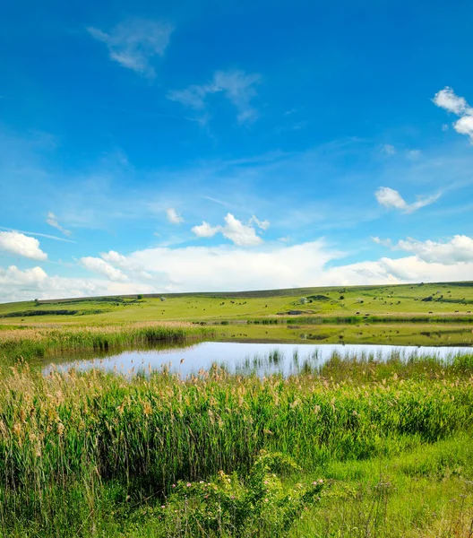 Picturesque Lake Overgrown Reeds Blue Sky — 图库照片