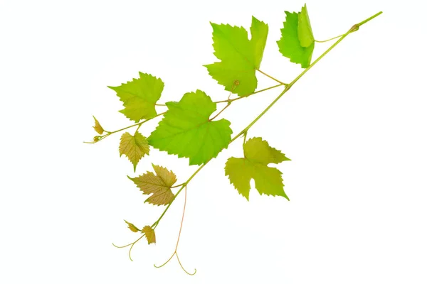 Branche Feuilles Vigne Isolées Sur Fond Blanc — Photo