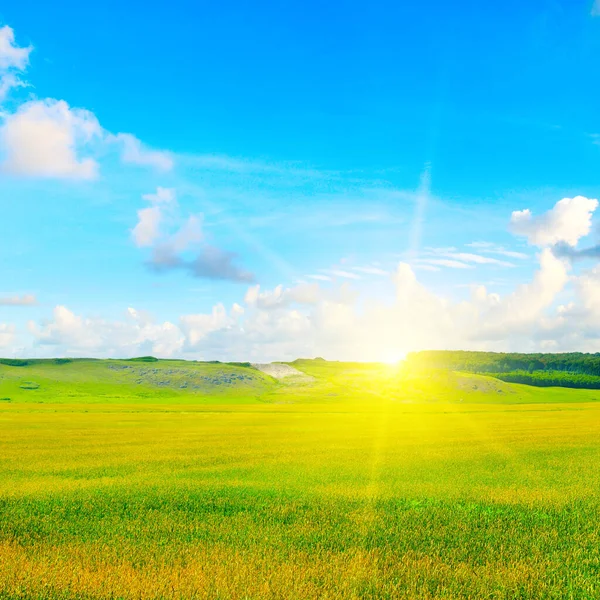 Зелене Поле Сонце Блакитне Небо Аграрний Ландшафт — стокове фото