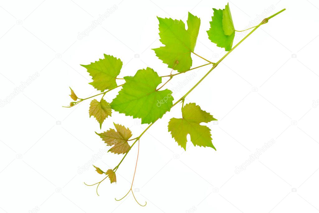 Branch of vine leaves isolated on white background.