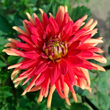 Bahçede çeşitli renklerde güzel yıldız çiçekleri.