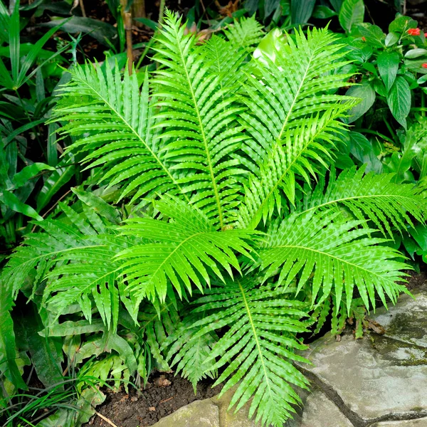 Fern Thickets Botanical Garden Perfect Natural Fern Pattern — Stock Photo, Image