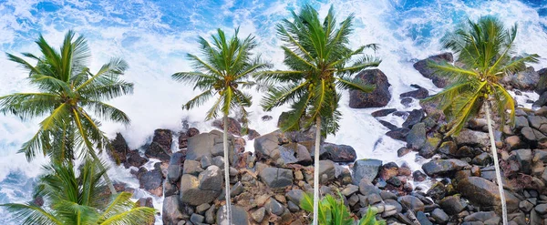 Aerial top view of palm trees and a rocky shore. Sea waves are breaking on the rocks on the beach. Sri Lanka. Wide photo