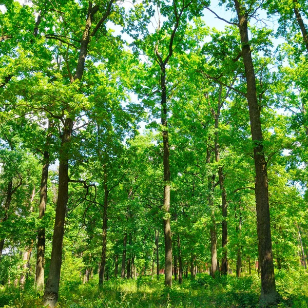 Yaz Ormanı Çimen Bitkileri Parlak Güneşli Bir Gün — Stok fotoğraf