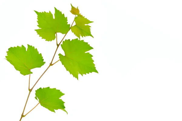 Branche Feuilles Vigne Isolées Sur Fond Blanc Espace Libre Pour — Photo