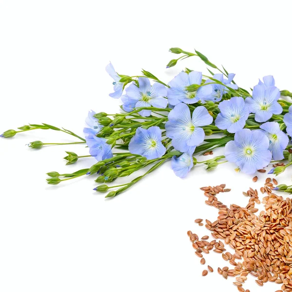 Lněná Semena Květiny Izolované Bílém Pozadí Volné Místo Pro Text — Stock fotografie