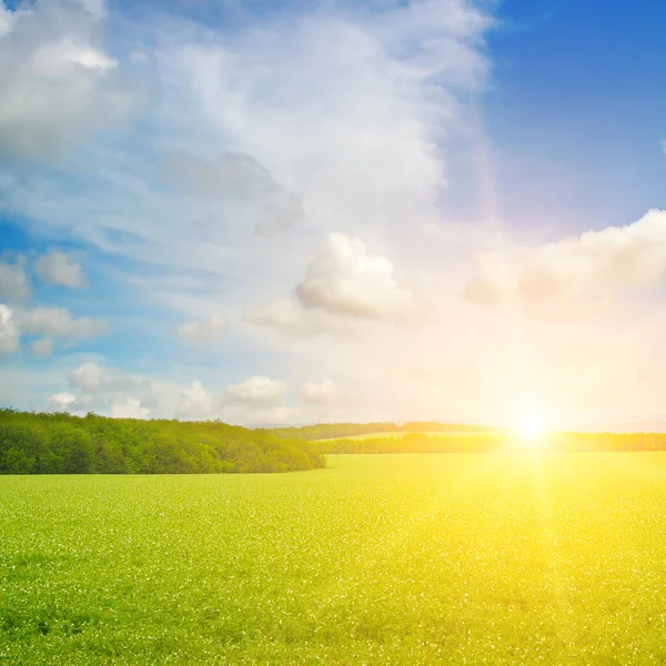 Grünes Feld Und Blauer Himmel Mit Leichten Wolken Strahlender Sonnenaufgang — Stockfoto