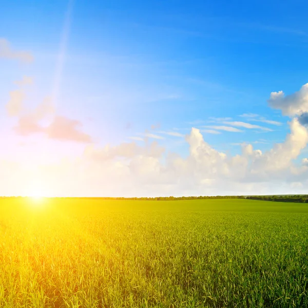 風光明媚な夏のカラフルな劇的な空の下で緑の麦畑の風景日の出日の出 — ストック写真