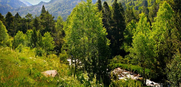 Pireneler Deki Dağ Nehri Manzarası Yazın Andorra Vadinin Aşağısındaki Yeşil — Stok fotoğraf