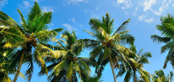 Fundo Folha Palma Tropical Vista Perspectiva Coqueiros Ampla Foto — Fotografia de Stock