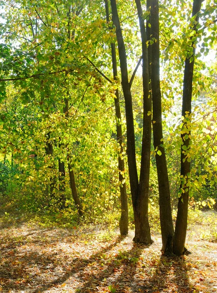 Golden Autumn Scene Park Falling Leaves Sun Shining Trees Blue — Stock Photo, Image