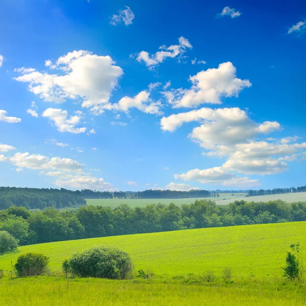 Campo Grama Verde Pequenas Colinas Céu Azul Com Nuvens — Fotografia de Stock