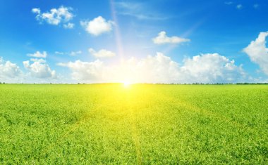 Çiçekli bezelye tarlası ve ufukta bir gün doğumu.