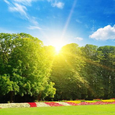 Parlak çiçekli ve yeşil çimenli bir yaz parkı. Parlak güneşli bir gün.