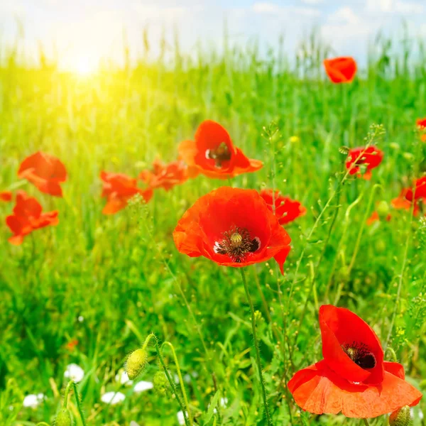 Meadow Blooming Poppies Bright Sunrise — Stock Photo, Image