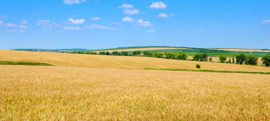 Mavi gökyüzü ve bulutların altında altın buğday tarlası. Geniş resim.