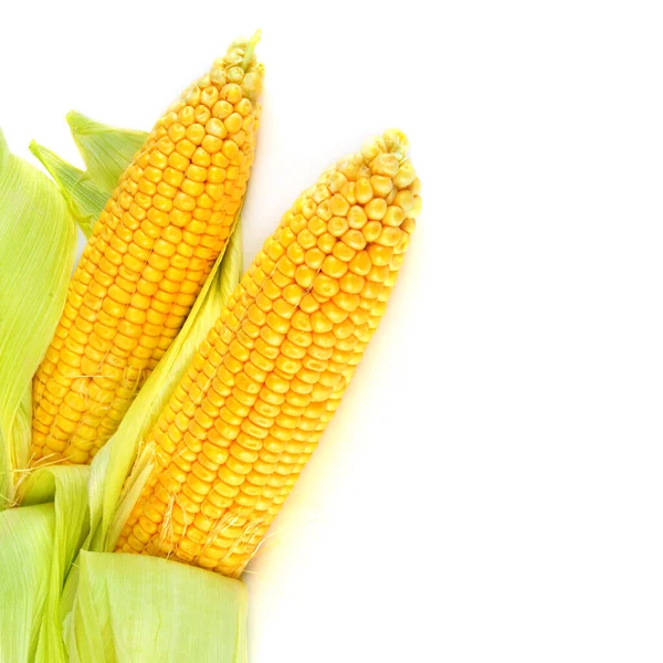 Corn Cobs Isolated White Background Free Space Text — Stock Photo, Image