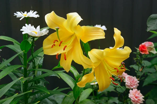 Gorgeous Yellow Lily Dark Background Summer Garden Bright Sunny Day — Stock Photo, Image