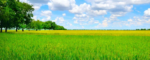 Wheat field and countryside scenery. Wide photo.