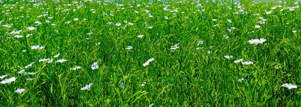 Fioriture Linum Campo Con Lino Ampia Foto — Foto Stock