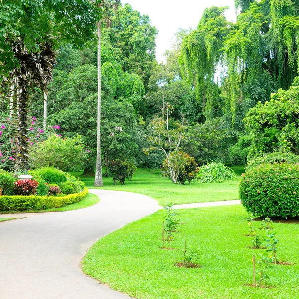 Botanischer Garten Peradeniya Kandy Sri Lanka — Stockfoto