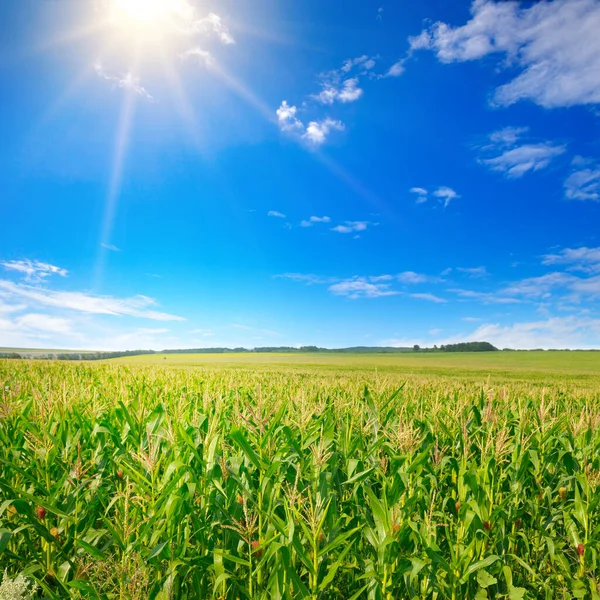 Campo Verde Com Milho Sol Brilhante Céu Azul — Fotografia de Stock