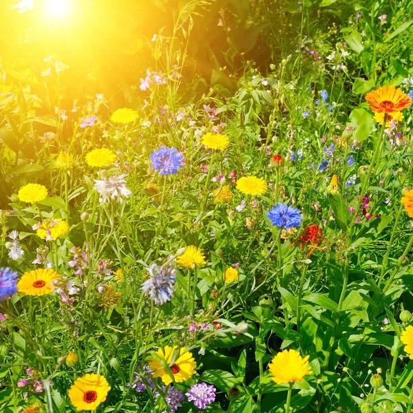 Çayırda Güneş Işığında Kadife Çiçekleri — Stok fotoğraf