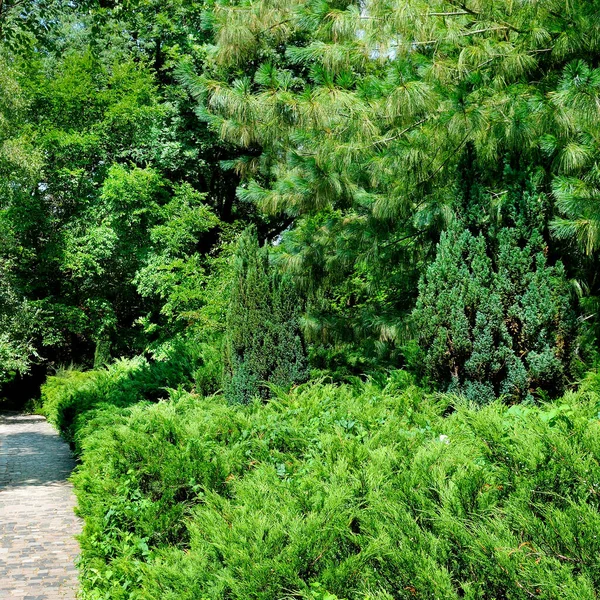 美丽的夏季花园设计 有针叶树和绿草 专业豪华园艺概念 — 图库照片
