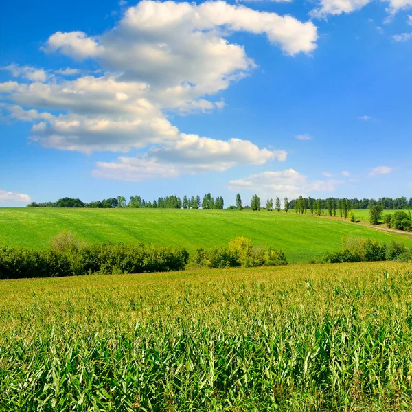 Zöld Kukoricamező Gyönyörű Felhők Kék Égen — Stock Fotó