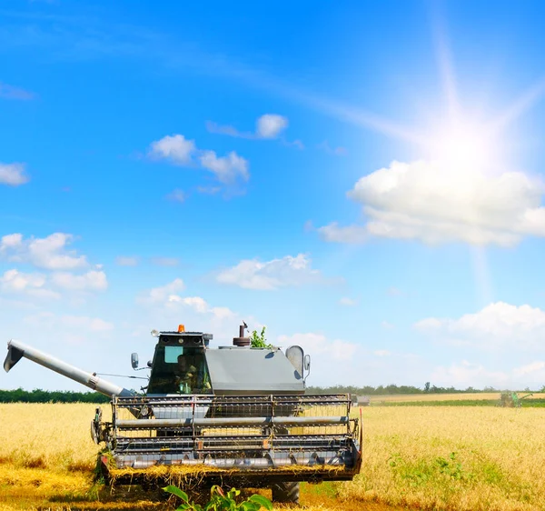 Harvesting Machine Working Field Sunny Morning Combine Harvester Wheat Field — Stock Photo, Image