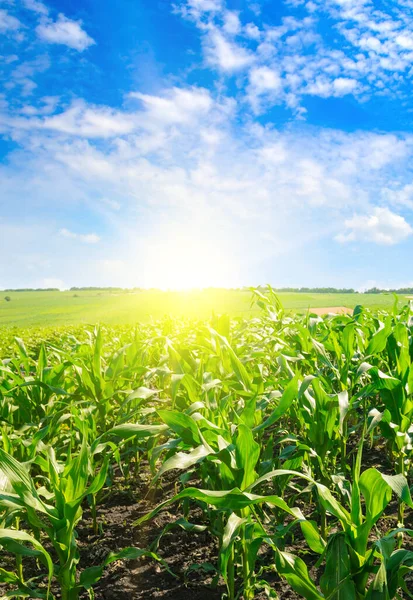 Зелене Поле Кукурудзою Яскраве Сонце Блакитному Небі Вертикальне Фото — стокове фото