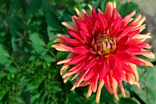 Dahlia Tuin Zonnige Dag Een Romantisch Cadeau Cadeaubon — Stockfoto