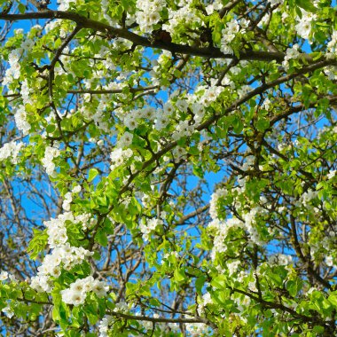 Bahar geldi. Bir gökyüzü arka planında çiçek açan armut dalları.