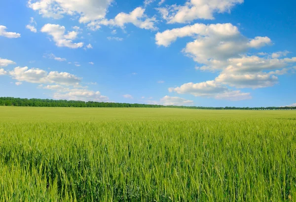 Campi Verdi Grano Giovane Una Primavera — Foto Stock