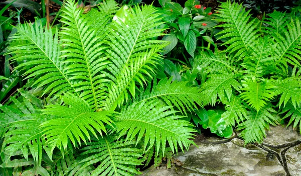 Fern Growing Summer Garden Gardening Landscaping Design Concept — Stock Photo, Image