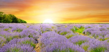 Çiçekli bir lavanta tarlası ve parlak bir gündoğumu. Moldova Cumhuriyeti 'nin tarım tarlaları. Geniş resim.