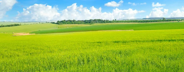 Grüne Weizenfelder Einer Quelle Großes Foto — Stockfoto