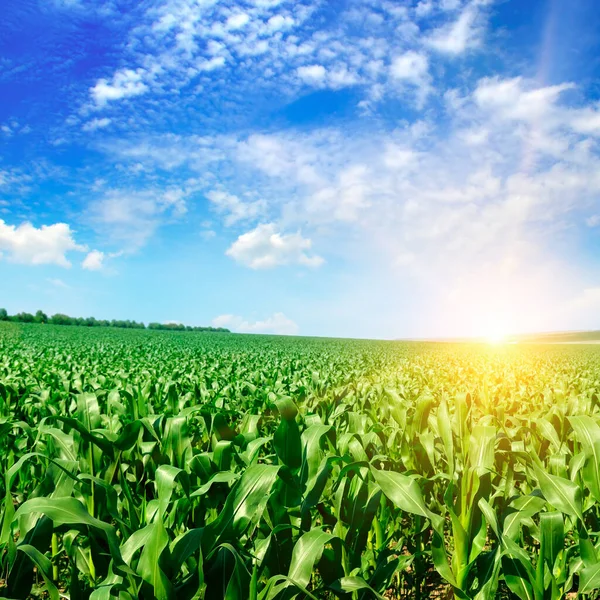 太陽とカラフルな空の下で緑のトウモロコシ畑 — ストック写真